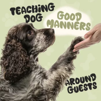 Teach Calm Dog Greetings: No Jumping When Guests Arrive